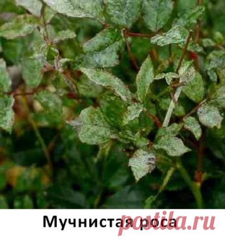 Болезни роз | Наш дом