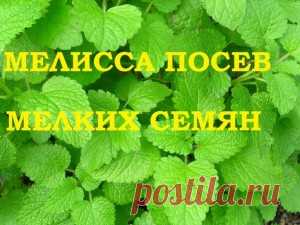 Мелисса посев мелких семян на рассаду! Есть тонкости! — 6 соток