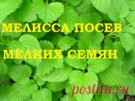 Мелисса посев мелких семян на рассаду! Есть тонкости! — 6 соток