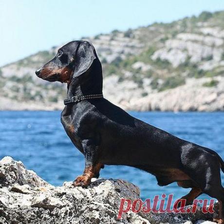 10 самых агрессивных пород собак