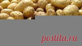 Способы хранения картофеля — 6 соток