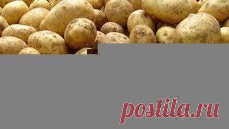 Способы хранения картофеля — 6 соток