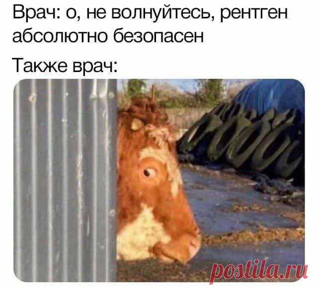 Лучшие шутки и мемы из Сети - 10.11.2022 (15 фото) » Триникси