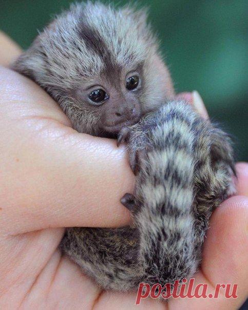 Мир удивителен...
Мармозетка - самая маленькая в мире обезьянка