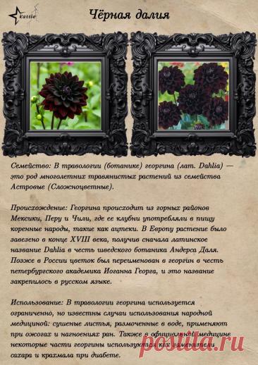 Георгина