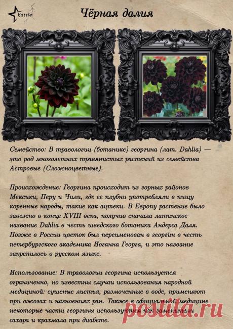 Георгина