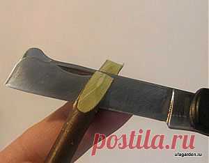 Улучшенная копулировка
