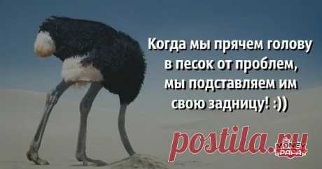 страусы зарывают голову в песок