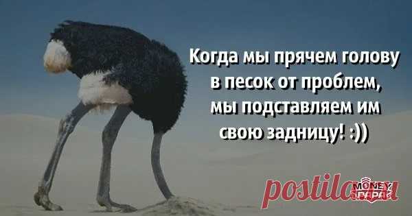 страусы зарывают голову в песок