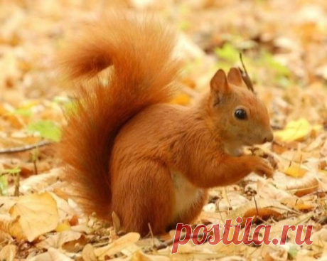 Такого не придумаешь! Самые смешные случаи из реальной жизни! Мертвая белка... 
Мы тогда жили рядом с лесом. В одно прекрасное и вполне обычное утро, наша соседка Галина, как водится, пошла на работу. Необычным было то, что по дороге она нашла на земле замёрзшую белку (мы потом так и не выяснили, с какой целью она её подобрала. Может на чучело, может на воротник или же по принципу «в хозяйстве всё сгодится»). В общем, отнесла она белку домой, а сама уехала на работу. Сын к...