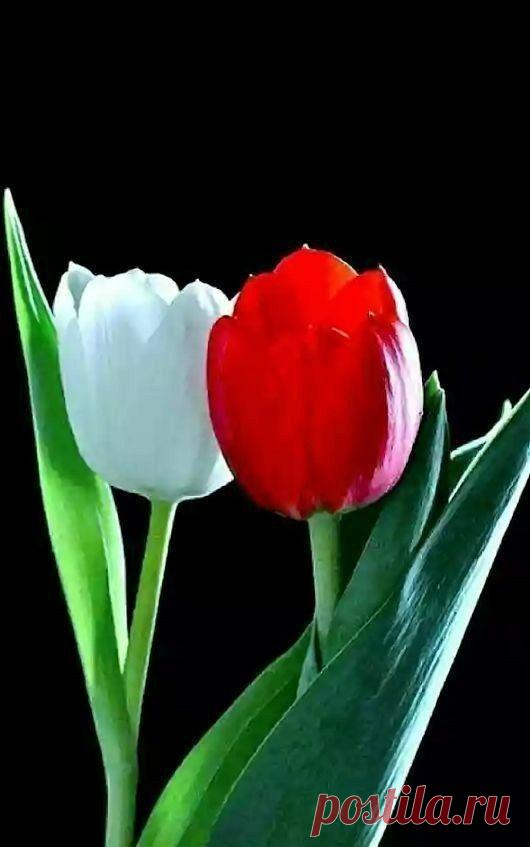 Пин на доске яТЮЛЬПАНЫ