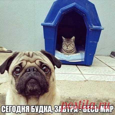Кот захвватил будку )))