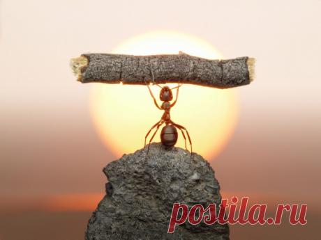 На пределе возможностей: моя Адская неделя | В суете мы забываем, на что действительно способны. В первой своей книге, «Без жалости к себе», Ларссен рассказывает пробирающую до мурашек историю. Смысл ее в том, что мы даже не задумываемся, какими на самом деле возможностями обладаем. Часто считаем, что по 10-балльной системе наши возможности находятся на уровне четверки — не выше. Но реальность такова, что мы можем достичь десятки — только боимся это даже представить.