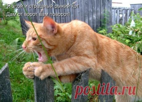 Бесстрашный и самоотверженный дачный защитник)))  