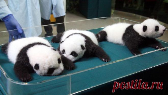 Мама-панда, вновь увидевшая своих малышей, стала звездой YouTube | Уши, лапы, хвост