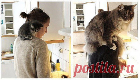 (74) Одноклассники