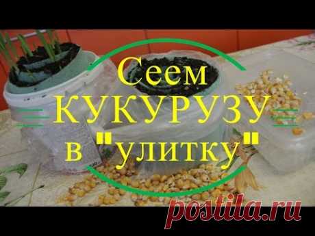 Сеем кукурузу в &quot;улитку&quot;.