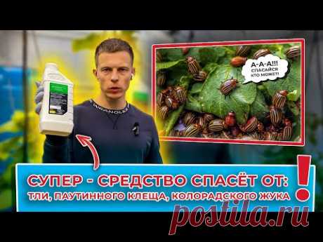 Супер средство. Натуральное. Спасет от тли, паутинного клеща, колорадского жука!