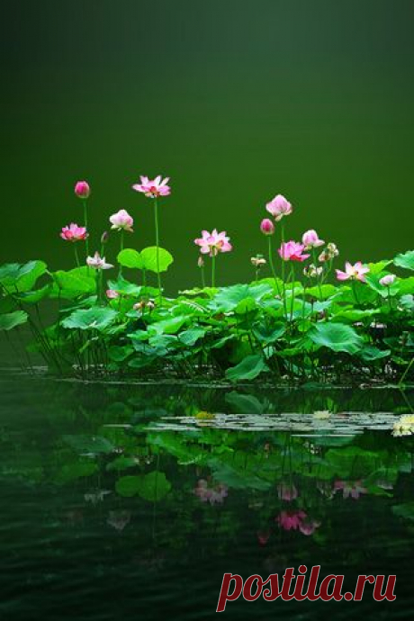 Very little grows on jagged rock. Be ground. Be crumbled, so wildflowers will come up where you are. Rumi  |   Pinterest • Всемирный каталог идей