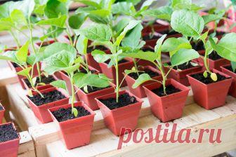 Сезонные работы в саду и огороде: конец марта – начало апреля