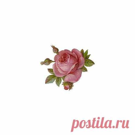 Pin Лаура Корнельского Болдуин на роза это роза