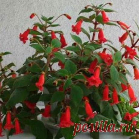 Секрет роскошного комнатного цветника | Вкусно приготовим