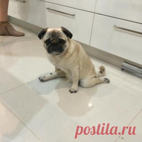 Когда даже мопс спортивнее тебя