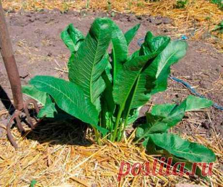 Избавиться от хрена в огороде можно с помощью эффективных народных методов — Домашние заботы