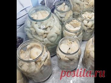 🍄Самый Вкусный РЕЦЕПТ СОЛЕНЫХ ГРУЗДЕЙ❗ Показываю Результат ❗ Бесподобный Вкус 👌