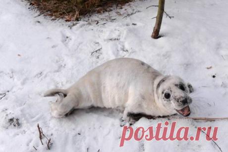 Осиротевший тюлененок приполз за помощью к людям (4 фото) | Чёрт побери Житель поселка Лебяжье (Ломоносовский район Ленобласти) обнаружил в четверг во дворе своего дома детеныша серого тюленя.   Трудный период для ластоногих Тюлененок из Лебяжьего стал четвертым в этом году пациентом в Пункте реабилитации ластоногих в Репино. Двух тюленят обнаружили в минувшие выходные в районе Кронштадта. Их принес шторм, который прошел над Финским заливом. Возраст одного из детенышей - о...
