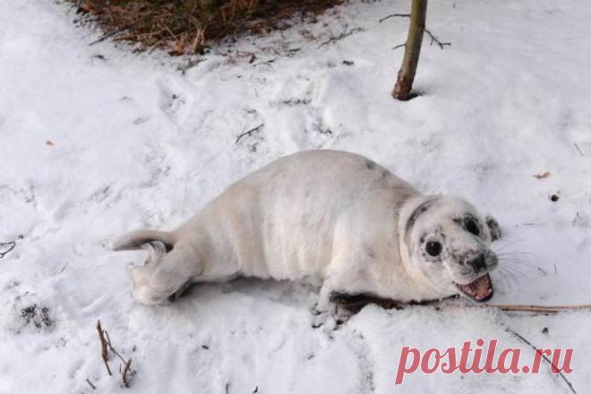Осиротевший тюлененок приполз за помощью к людям (4 фото) | Чёрт побери Житель поселка Лебяжье (Ломоносовский район Ленобласти) обнаружил в четверг во дворе своего дома детеныша серого тюленя.   Трудный период для ластоногих Тюлененок из Лебяжьего стал четвертым в этом году пациентом в Пункте реабилитации ластоногих в Репино. Двух тюленят обнаружили в минувшие выходные в районе Кронштадта. Их принес шторм, который прошел над Финским заливом. Возраст одного из детенышей - о...