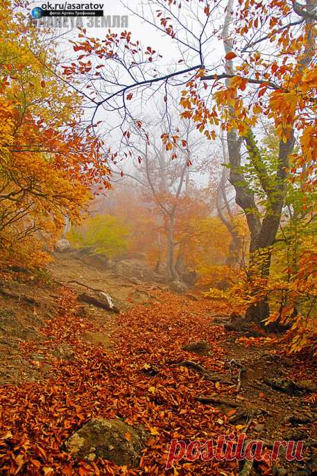 Осенние мотивы ...