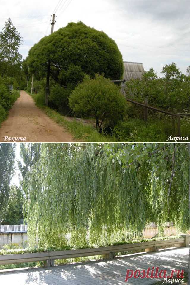 Распустила косы над рекою ива, как она печальна, как она красива! .