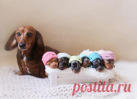 Гордая мама шестерых: фотосессия беременной таксы и новорожденных щенят | Чёрт побери Если в семье фотографа, специализирующегося на фотосессиях детей и беременных женщин, появляется будущая мама, то ей, конечно, не избежать красивых снимков. Даже если эта мама – такса. Фотографии беременной собаки по имени Миа, а позже – новорожденных детенышей и милых связанных миниатюрных шапочек для них, буквально взорвали интернет, вызвав волну умиления.   Фотографии беременной таксы ...