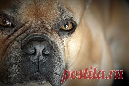 Появились новые подробности убийства мальчика бульдогом в США. Американские следователи, расследующие дело об убийстве мальчика бульдогом в США, назвали официальную причину смерти ребенка. По их словам, девятилетний мальчик погиб после того, как получил 54 укуса. Он истек кровью, пока мать отдыхала вместе с друзьями в соседнем фургоне.