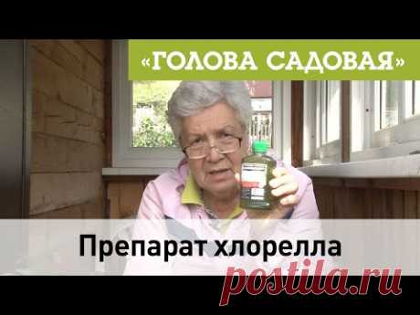Голова садовая - Препарат хлорелла