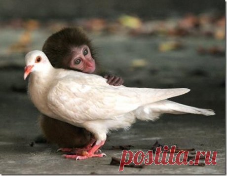 Animals in Love | iLyke