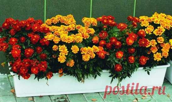 Для профилактики болезней поджелудочной железы, сахарного диабета, для укрепления сосудистой стенки и нервной системы обязательно попробуйте лекарства с бархатцами 
Рецепт №1.
1 цветок бархатца вместе с семенами измельчить и заварить в 1 стакане кипятка. Принимать по 1/4 стакана 3-4 раза в день.
При панкреатите с частыми приступами по 1 ст. ложке каждые 1-2 часа.
Рецепт №2.
При витилиго, нейродермите, псориазе, ухудшении зрения и выпадении волос.
8 цветков залить 4 стаканами кипятка. Поставить