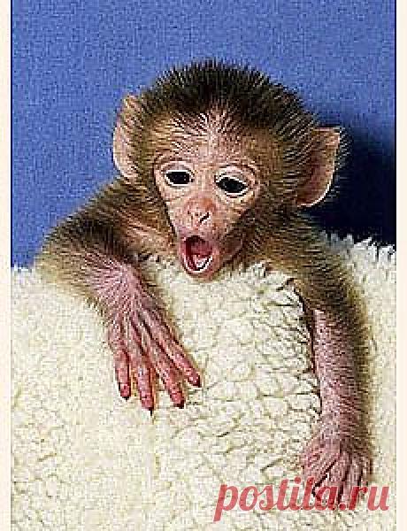 Внешность очень многое может рассказать о человеке. Эти знания, накопленные бесчисленными поколениями предков и заложенные на генетическом уровне, призваны помочь нам стать счастливыми – не ошибиться в выборе спутника жизни и произвести на свет здоровое и красивое потомство. Но глаза можно обмануть. Этим вовсю пользуются люди, обделенные выигрышными внешними признаками. И такой эгоистичный и вредоносный обман не осуждается и даже поощряется современным обществом.