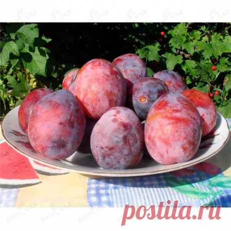 Слива Киргизская превосходная (саженец) купить по низкой цене Артикул: 21000 - интернет-магазин Ваш Сад
