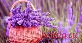 6 комнатных растений для вашей спальни, которые могут значительно улучшить ваше здоровье 
По мере того как погода становится более прохладной, мы проводим меньше времени на улице, а это значит, что мы с большей вероятностью испытываем плохое качество воздуха. Хотя мы этого и не осознаем, …