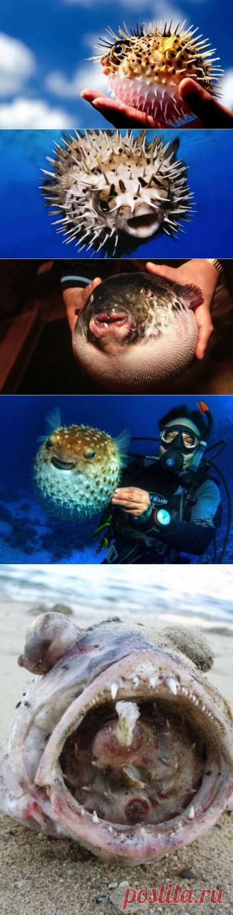 Интересные факты о ядовитой рыбе фугу