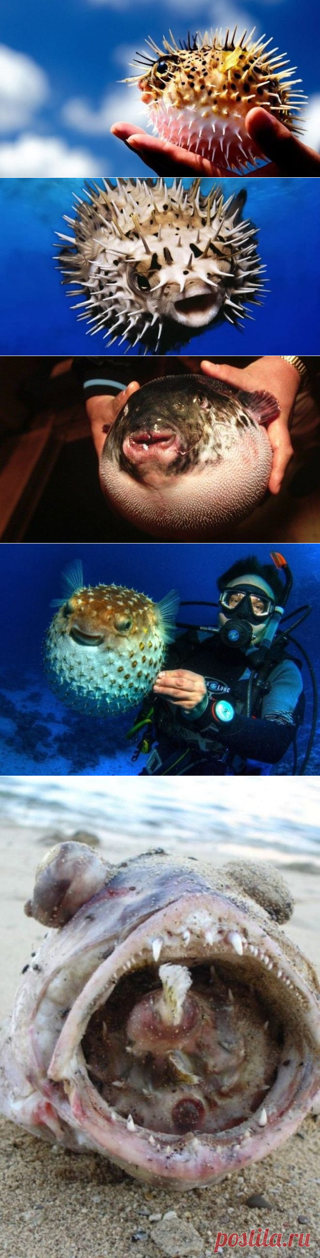 Интересные факты о ядовитой рыбе фугу