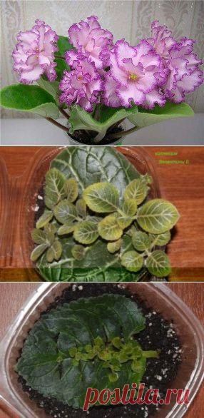 Очень простой способ разведения фиалок.