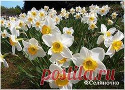 Весна в доме среди зимы » Селяночка - портал для фермеров, сельское хозяйство, животноводство, птицеводство, пчеловодство, земледелие, рыбоводство, грибоводство, форум фермеров