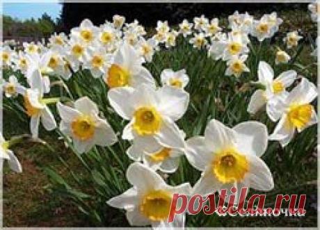 Весна в доме среди зимы » Селяночка - портал для фермеров, сельское хозяйство, животноводство, птицеводство, пчеловодство, земледелие, рыбоводство, грибоводство, форум фермеров