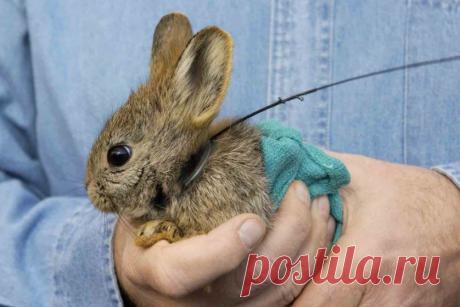 10 animais em miniatura dolorosamente fofos
