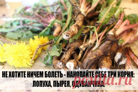 НАРОДНЫЙ ЛЕКАРЬ. НАРОДНЫЙ ЛЕКАРЬ. НЕ ХОТИТЕ НИЧЕМ БОЛЕТЬ - НАКОПАЙТЕ СЕБЕ ТРИ КОРНЯ - ЛОПУХА, ПЫРЕЯ, ОДУВАНЧИКА. 

 Из этих корней вы сделаете сбор и будете его пить.  

Целебные корни — Мы бережем картошку, а сорняки выбрасываем. А они бывают ценнее, чем картошка. Никакие сорняки выбрасывать нельзя. Придет день для каждого человека, когда ему будет нужна не картошка, а лечение. Все сорняки лечат! Все эти трудноискоренимые сорняки утверждают свою необходимость всему живому...