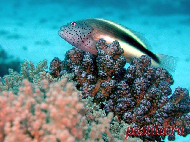 А какой блеск!