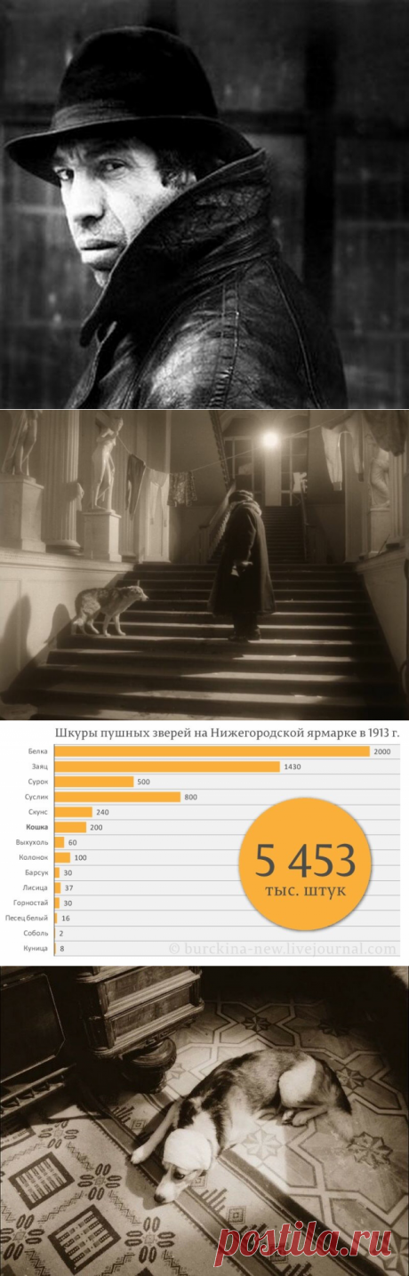 “Собачье сердце”. Часть 2. Высказывания Шарикова. Жизнь собаки “до” и “после” вочеловечения | Истории о людях | Яндекс Дзен